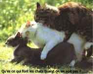 wouah